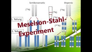 MeselsonStahlExperiment deutsch german  Biologie Oberstufe Abitur [upl. by Cressi]