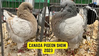 Canada Pigeon Show 2023 Part3  Modena King Pigeon [upl. by Doscher]