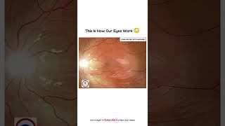 This is How our EYE work 😱 [upl. by Weir]