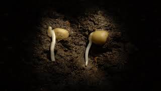 Pea germination time lapse underground Filmed over a week Hypogeal germination [upl. by Fairfield]