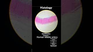 ANATOMY  HISTOLOGY  HUMAN ELASTIC ARTERY  IDENTIFICATION FEATURES mbbs science biology you [upl. by Elka690]