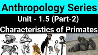 Characteristics of sub orders Primate Adaptations Primate Behaviour  Anthropology Series Task IAS [upl. by Elfont]