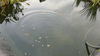 Karpfen im Teich Schleie im Teich Goldfisch im Teich Goldorfen im Teich  Raubtierfütterung [upl. by Aibara]