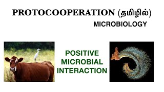 Protocooperation and its examples  Positive Microbial interaction  Microbiology  Tamil [upl. by Oicam]