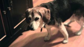 Ackerman the 18 year old beagle [upl. by Damiano]