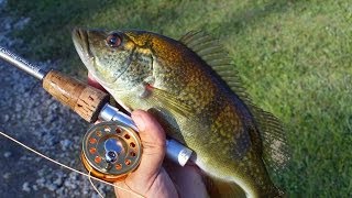 Peacock bass Hybrids with Micro Fly Reel by Penfishingrodscom [upl. by Adieren416]