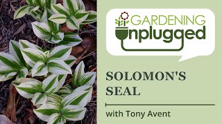 Gardening Unplugged  Solomons Seal in the Garden w Tony Avent [upl. by Celestine]