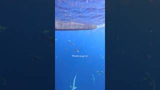 Would You Dive In sharks sharkdiving sharktours hawaii northshore apexpredator a [upl. by Ayotas]