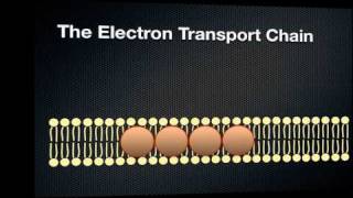 Photosynthesis  Energy in a Cell [upl. by Atoiyanap]