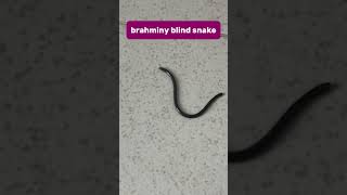 Brahminy blind snake blind snake reptile animal nature wildlife Иисус shorts [upl. by Anahsar]