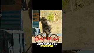 The gorilla have 1000 IQ facts automobile amazingfacts story factsinhindi facts [upl. by Nashoma]