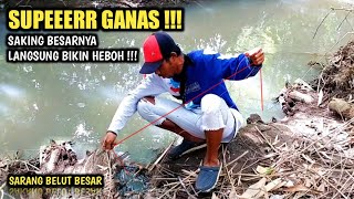 SUPER GANAS  STRIKE BELUT BESAR SAMPAI BIKIN HEBOH DISPOT SUNGAI INI [upl. by Cichocki]