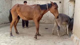 Donkey Meeting with horse  Animals Meeting  Horse mating [upl. by Tana]