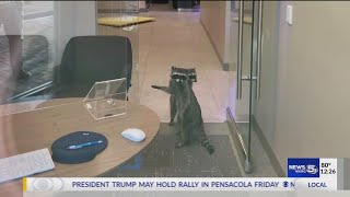 VIDEO Duo of raccoons break into bank trash office and steal cookies [upl. by Immot]