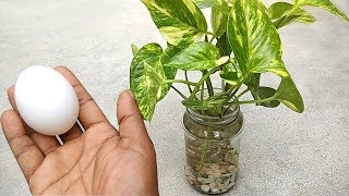 Best natural fertilizer for any water plants  Homemade free fertilizer [upl. by Anyar]