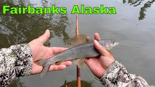 Not even 24hrs in Alaska and we caught Grayling in Fairbanks [upl. by Oeramed]