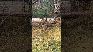 Absolute MN stud taunting us during the shotgun season deer deerhuntung outdoors shotgun fun [upl. by Ioves]