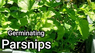 How To Germinate Parsnips 2 WaysWhich Method Works Better [upl. by Walli]