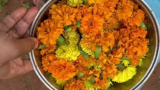 Harvesting flowers from farm for diwali 🪔 festival [upl. by Garap]