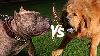 Tibetan Mastiff vs Pitbull shorts dog dogbreeds [upl. by Illah]