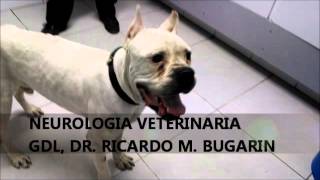 NEUROLOGIA VETERINARIA MENINGOENCEFALITIS GRANULOMATOSA [upl. by Aemat]