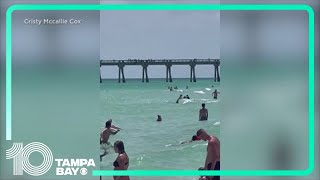 Shark spotted in Florida panhandle beach sends people rushing out of water [upl. by Ocin]