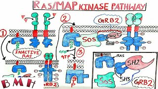 Ras MAP Kinase Pathway  MAPKERK Pathway [upl. by Sharron]