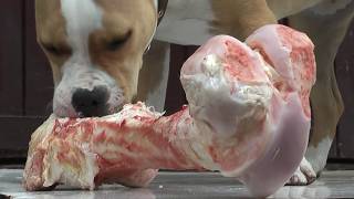 Dog eats the big bone 🦴🦴🦴 CLEAR SOUND of chewing [upl. by Beitris]