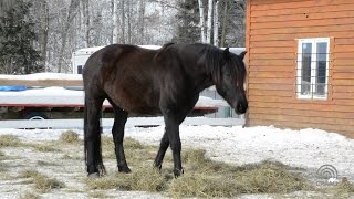 Le cheval Canadien [upl. by Lemrahs]