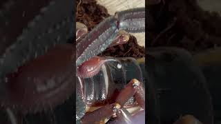 G titanicus pairing scorpion animals exoticpets reptile invertebrate bugs arachnid insects [upl. by Yetnom]