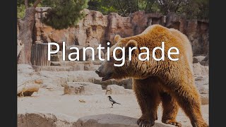 Plantigrade [upl. by Adelia]