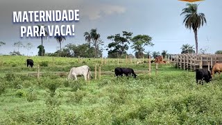 Como fizemos uma maternidade para vaca na fazenda [upl. by Kipper]