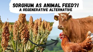 Sorghum An Alternative for Animal Feed in Regenerative Agriculture [upl. by Doubler769]