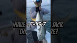 GIANT JACK CREVALLE fishing [upl. by Free]