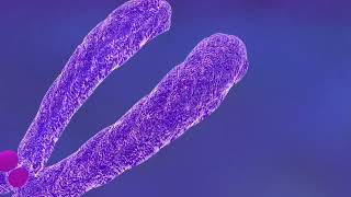 Chromosomes  Fundamentals of Biology [upl. by Barayon]