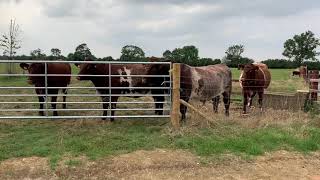 Shorthorn cattle [upl. by Griffiths]