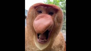 The sound of a proboscis monkey [upl. by Olimac]