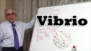 Vibrio Gramnegative bacteria  بكتيريا الضمة البكتيريا السالبة لصبغة جرام [upl. by Syah]