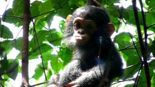 Baby chimpanzee [upl. by Bauer]