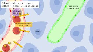 Au coeur des organes  La respiration [upl. by Ainola]