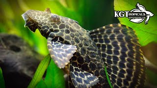 One Of The Most Mistreated Fish In The Hobby Top 10 Things About The Common Plecostomus [upl. by Akina]