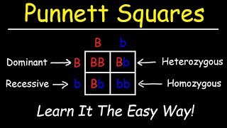 Punnett Squares  Basic Introduction [upl. by Uot131]