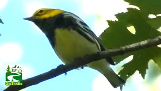 Black throated green warbler bird foraging  jumping  flying in leaves [upl. by Ahsitil]