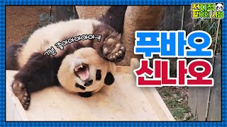 SUB전지적 할부지 시점 ep169 푸끄럼틀이 커졌어요 편백나무 미끄럼틀과 사랑에 빠진 누렁공주 푸바오🐼│Panda World [upl. by Ainat]