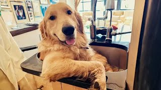 100 Funny Golden Retrievers Dog Videos will make you laugh your HEAD OF 😂 [upl. by Rawde]