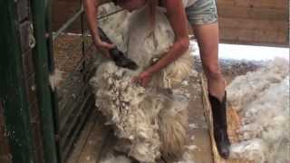 Shearing an Alpaca Without Help [upl. by Ody]