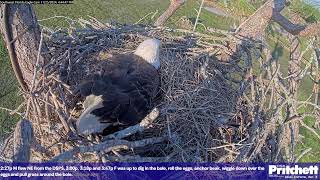 Southwest Florida Eagle Cam  Cam 4K [upl. by Ecirtel]