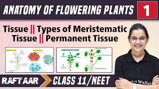 Anatomy of Flowering Plants 01  Tissue  Types of Meristematic Tissue  Class11NEET RAFTAAR [upl. by Petra]