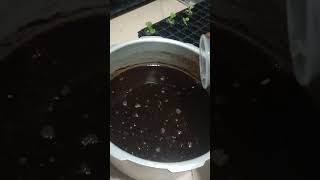 Adding calcium nitrate on sterilized cocopeat domengrows hydroponics [upl. by Bartholemy553]