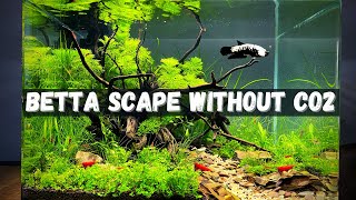 Low Tech Planted Betta Tank For Rare Betta NO CO2 AQUASCAPE [upl. by Corrie]